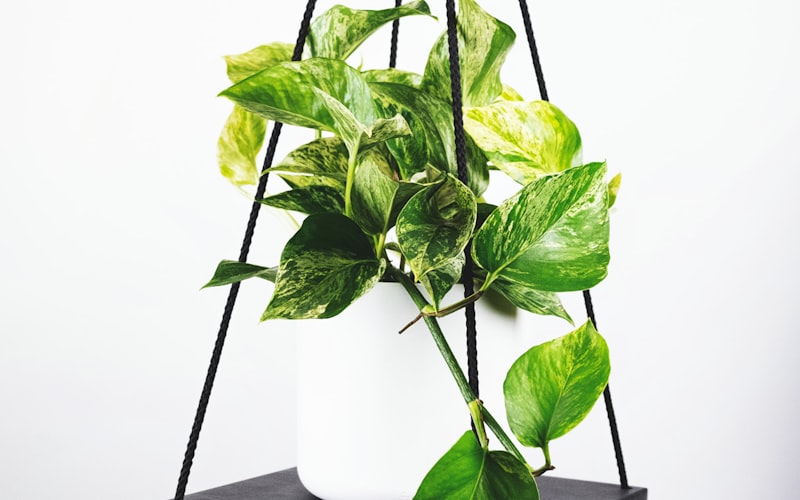 2026年国际足联世界杯比赛场馆与球迷热烈观赛场景